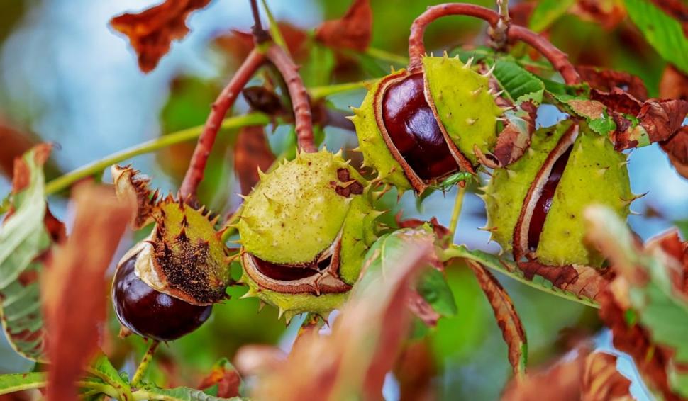 Amestecul care ajută la refacerea vaselor de sânge după un AVC. Lidia Fecioru: "10 picături. Tinctura se face acasă" 839605