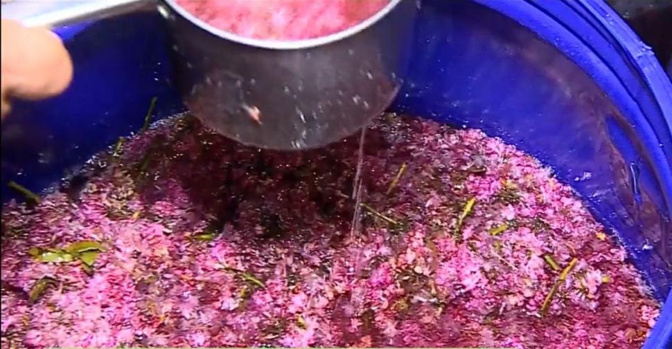 Siropul care alungă insomnia, durerea de cap şi este antiinflamator. Românii îl prepară acasă din cele mai vechi timpuri 839875