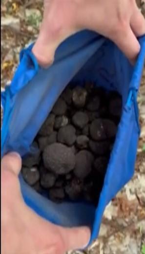 Ce amendă a primit un bărbat prins la cules de trufe negre, în Bacău 840078