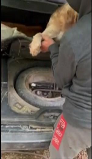 Ce amendă a primit un bărbat prins la cules de trufe negre, în Bacău 840079