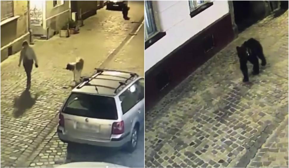 Scene de groază în Centrul Brașovului! O femeie, la un pas să fie atacată de un urs, în timp ce își plimba câinele 840002