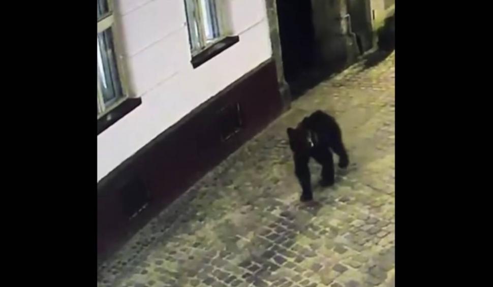 Scene de groază în Centrul Brașovului! O femeie, la un pas să fie atacată de un urs, în timp ce își plimba câinele 840003