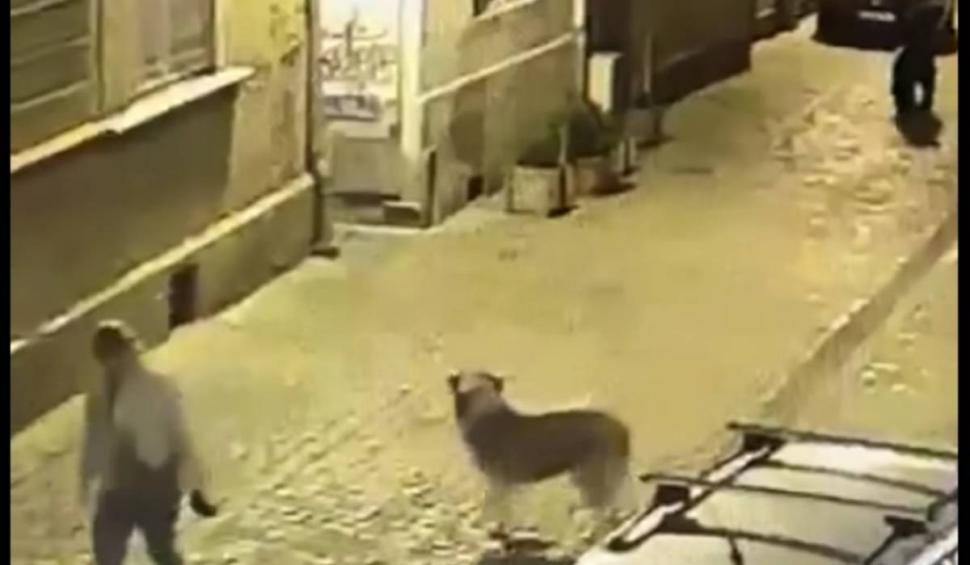 Scene de groază în Centrul Brașovului! O femeie, la un pas să fie atacată de un urs, în timp ce își plimba câinele 840005