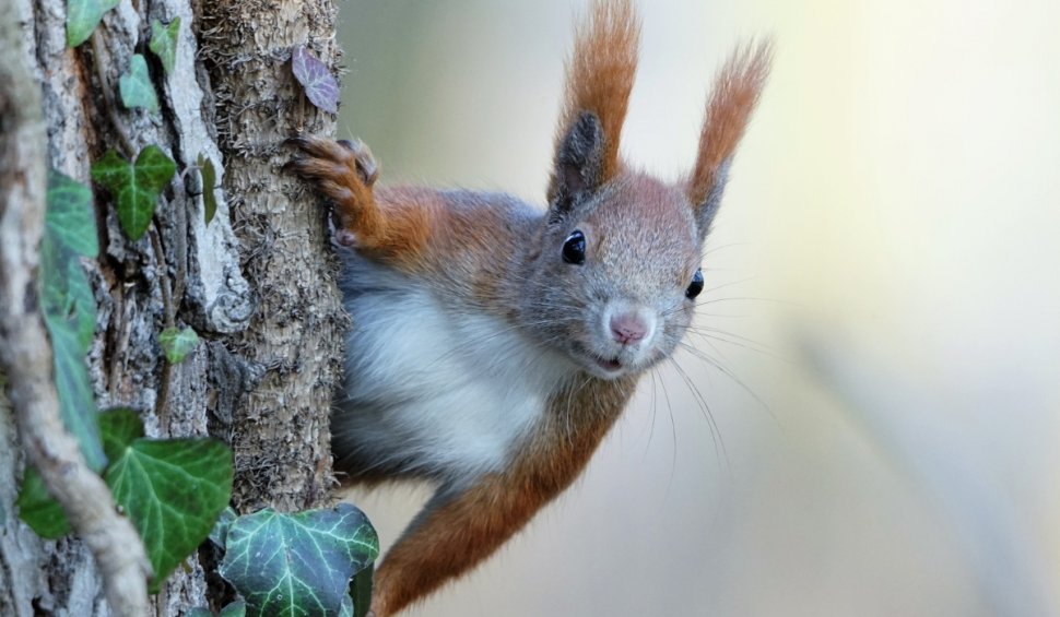 Imagini virale cu o veveriţă care şi-a înscenat moartea pentru a le capta atenţia stăpânilor ei: "Aşa ceva nu am mai văzut"
