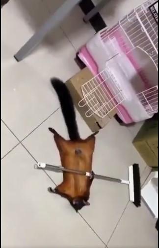 Imagini virale cu o veveriţă care şi-a înscenat moartea pentru a le capta atenţia stăpânilor ei: "Aşa ceva nu am mai văzut" 840329