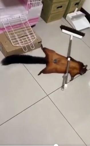 Imagini virale cu o veveriţă care şi-a înscenat moartea pentru a le capta atenţia stăpânilor ei: "Aşa ceva nu am mai văzut" 840330