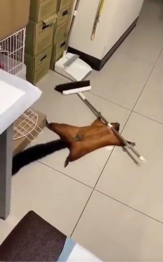 Imagini virale cu o veveriţă care şi-a înscenat moartea pentru a le capta atenţia stăpânilor ei: "Aşa ceva nu am mai văzut" 840331