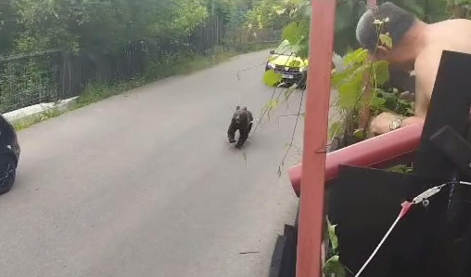 Cinci urşi terorizează o comună din Prahova de două săptămâni. Oamenilor le este frică să iasă din case 840166