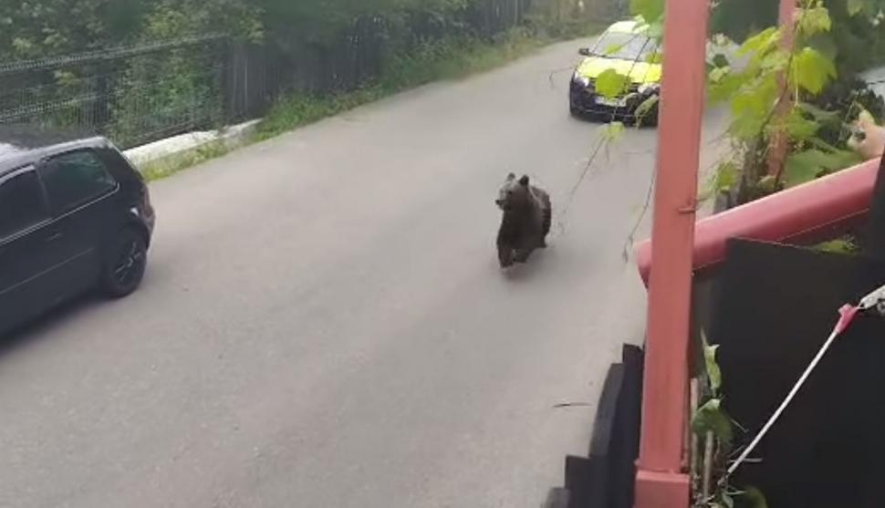 Cinci urşi terorizează o comună din Prahova de două săptămâni. Oamenilor le este frică să iasă din case 840167