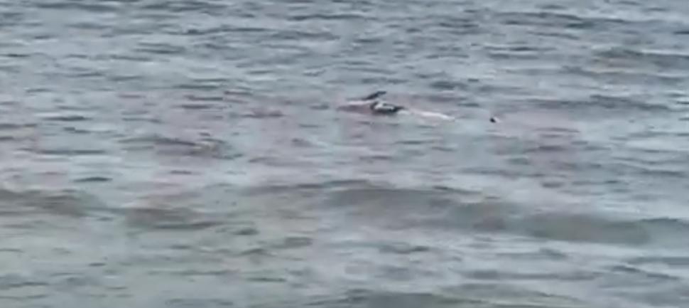 Alertă pe litoral! Un delfin mort a fost adus de valuri, pe o plajă din Mamaia 840863