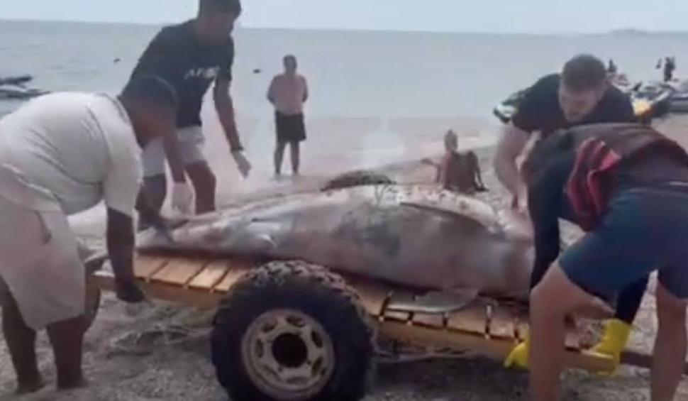 Alertă pe litoral! Un delfin mort a fost adus de valuri, pe o plajă din Mamaia 840866
