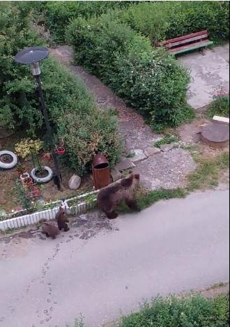 Ursoaică cu pui, filmați în apropierea blocurilor, în Slănic Moldova 840871