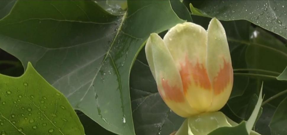 Arborii spectaculoși, înalți de până la 20 de metri, în care cresc lalele. Au fost aduși în ”Edenul din Transilvania” în urmă cu 250 de ani 840972