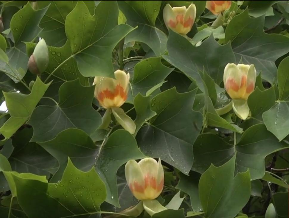 Arborii spectaculoși, înalți de până la 20 de metri, în care cresc lalele. Au fost aduși în ”Edenul din Transilvania” în urmă cu 250 de ani 840973