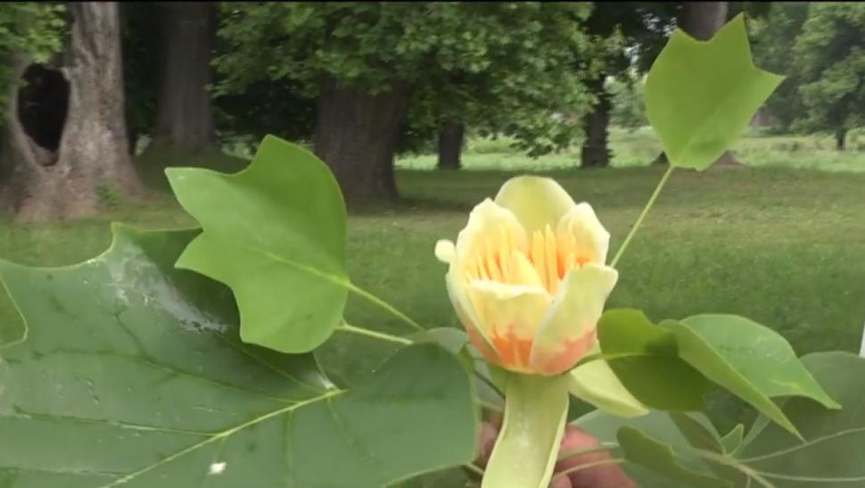 Arborii spectaculoși, înalți de până la 20 de metri, în care cresc lalele. Au fost aduși în ”Edenul din Transilvania” în urmă cu 250 de ani 840974