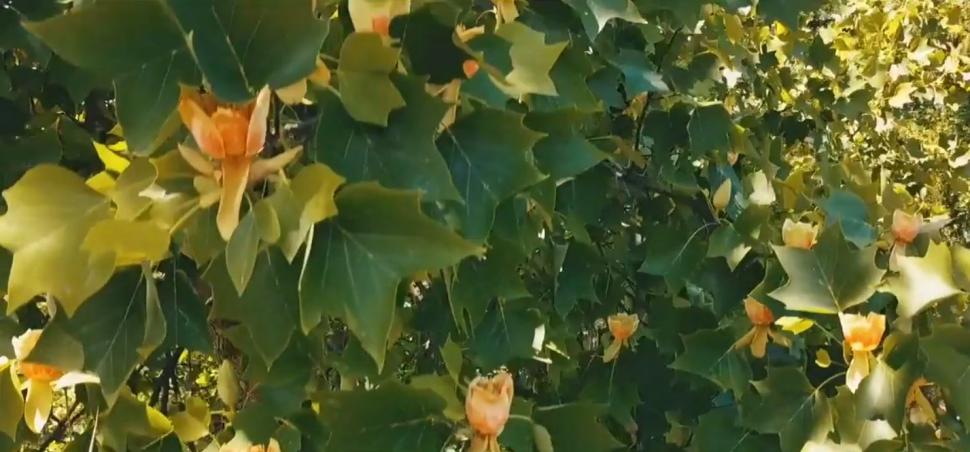 Arborii spectaculoși, înalți de până la 20 de metri, în care cresc lalele. Au fost aduși în ”Edenul din Transilvania” în urmă cu 250 de ani 840975