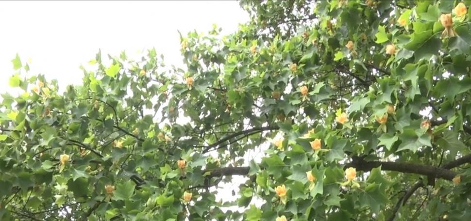 Arborii spectaculoși, înalți de până la 20 de metri, în care cresc lalele. Au fost aduși în ”Edenul din Transilvania” în urmă cu 250 de ani 840976