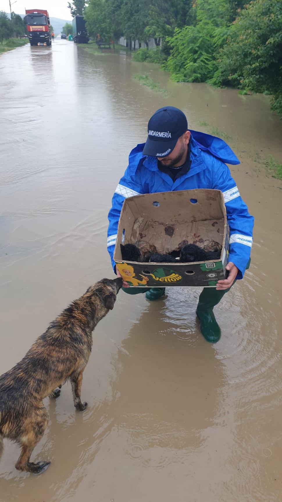 ”Mai sunt și oameni cu suflet” Un jandarm a salvat cinci cățeluși din calea puhoaielor din Dolj și i-a reunit cu mama lor 840955