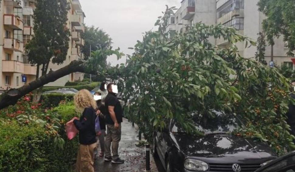 Orașul din România unde "chiriile sunt scumpe pentru că cireșele sunt gratis". Locuitorii au cules cireșe dintr-un pom căzut peste o mașină 841047