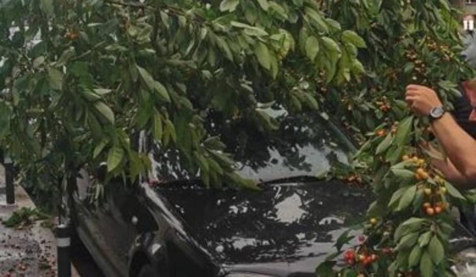 Orașul din România unde "chiriile sunt scumpe pentru că cireșele sunt gratis". Locuitorii au cules cireșe dintr-un pom căzut peste o mașină 841051