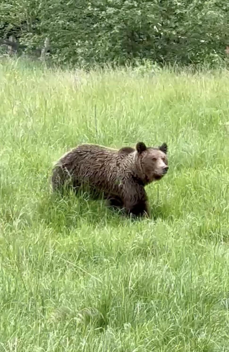 Urșii au blocat traficul pe DN1 | Un pui de urs a fost filmat în timp ce dărâma o motocicletă 841052