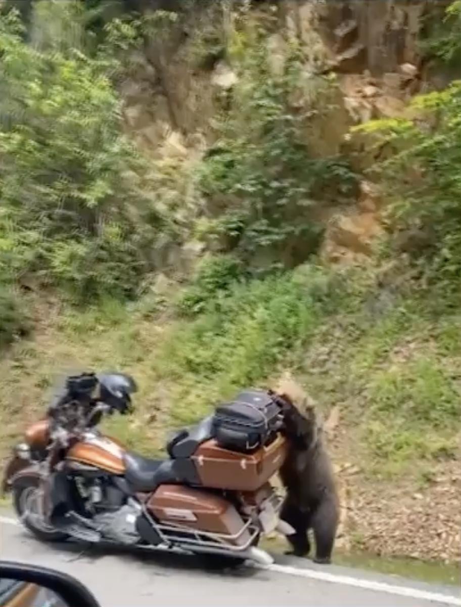 Urșii au blocat traficul pe DN1 | Un pui de urs a fost filmat în timp ce dărâma o motocicletă 841053