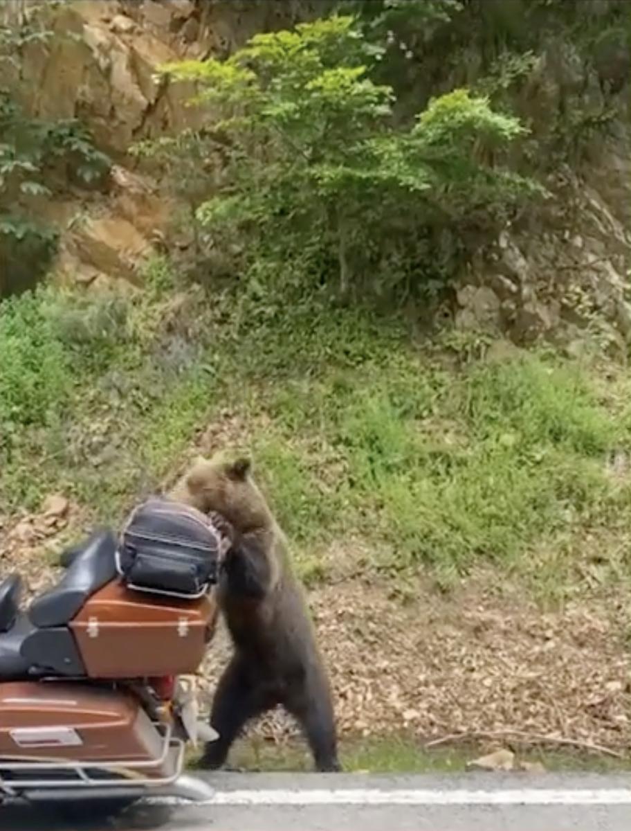 Urșii au blocat traficul pe DN1 | Un pui de urs a fost filmat în timp ce dărâma o motocicletă 841054