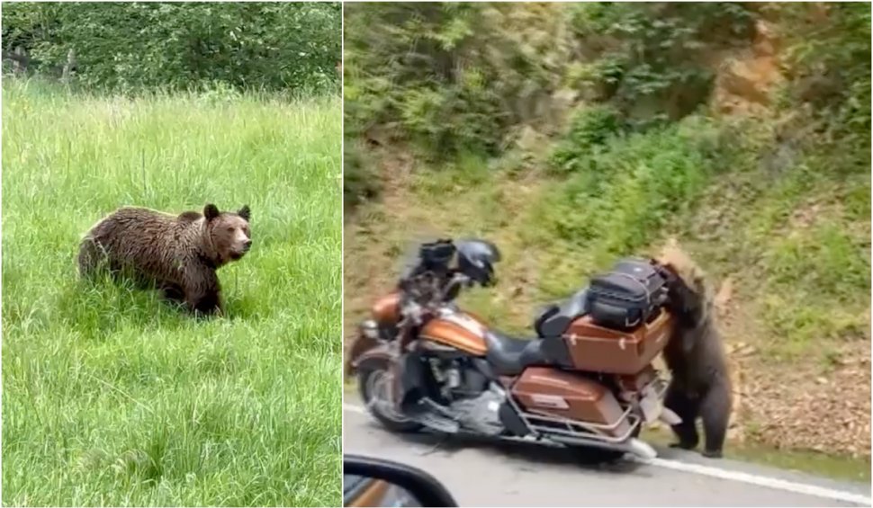 Urșii au blocat traficul pe DN1 | Un pui de urs a fost filmat în timp ce dărâma o motocicletă