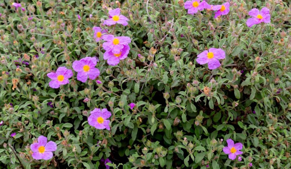 Cum arată floarea din care se face mirul. Se poate cultiva și în România 841313