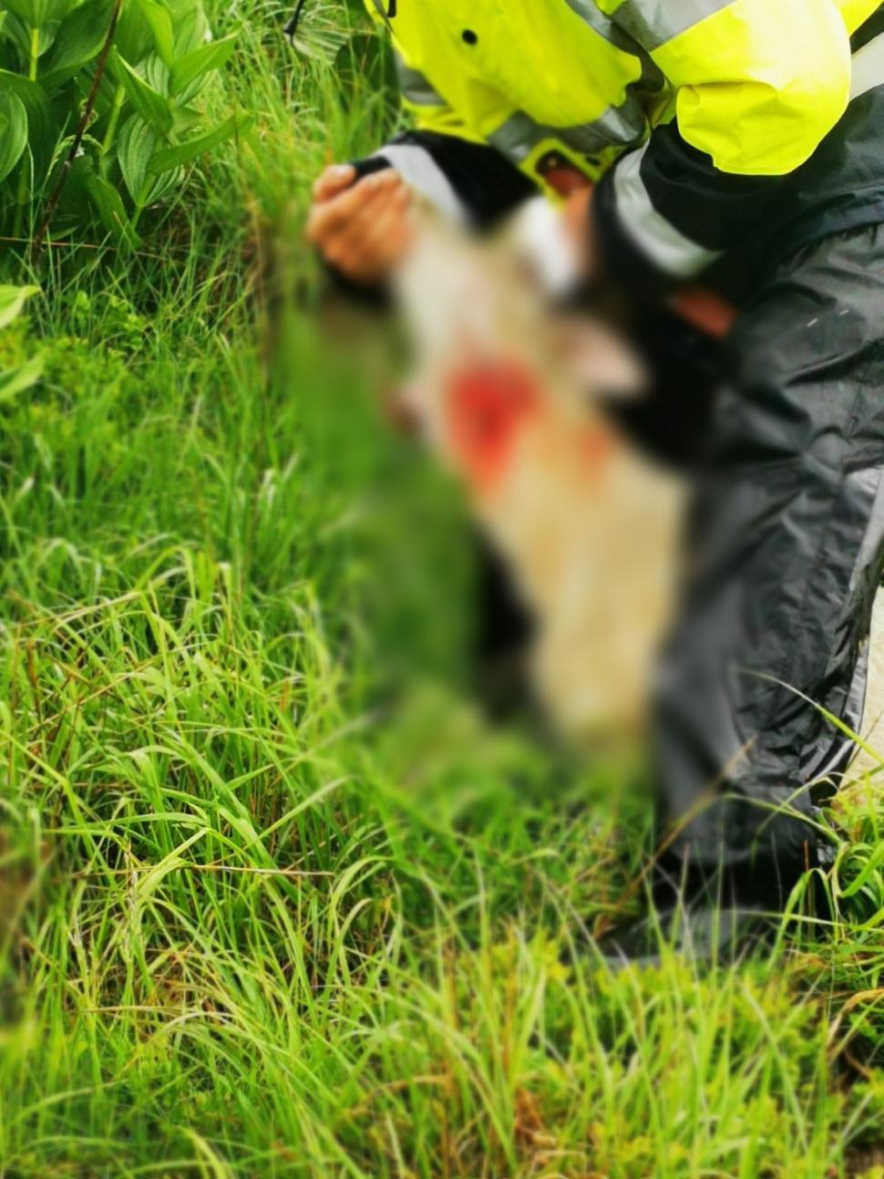 Lupii și urșii au făcut prăpăd la o stână din Gorj: zeci de oi au fost ucise | Oamenii se tem pentru viețile lor: "Au spart și gardul electric" 841268