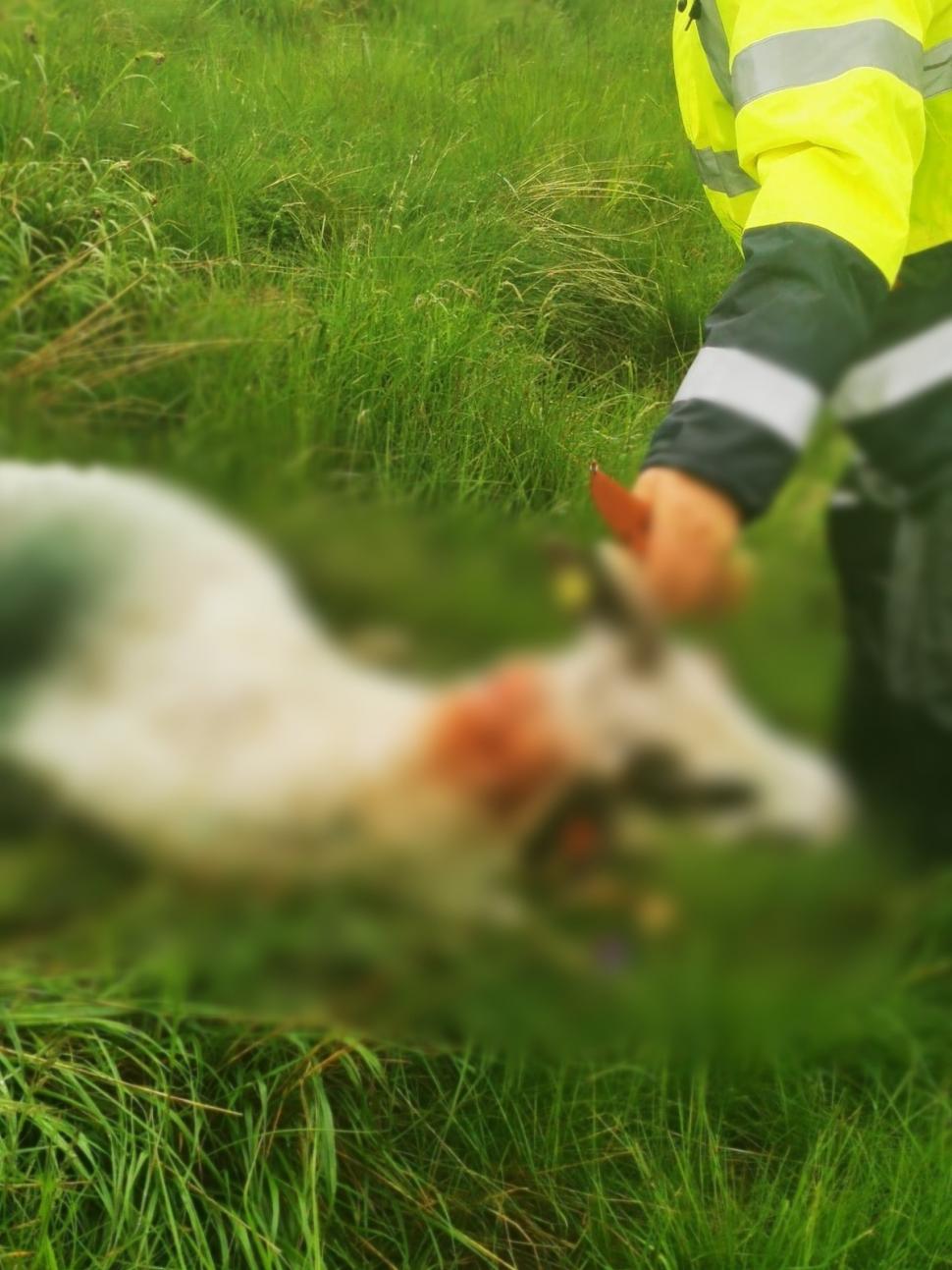 Lupii și urșii au făcut prăpăd la o stână din Gorj: zeci de oi au fost ucise | Oamenii se tem pentru viețile lor: "Au spart și gardul electric" 841269