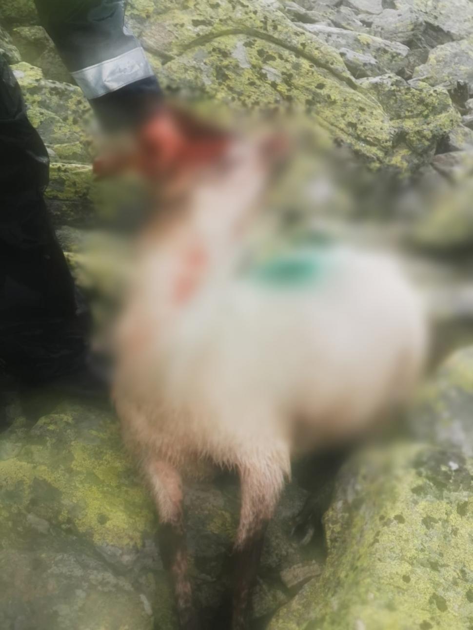 Lupii și urșii au făcut prăpăd la o stână din Gorj: zeci de oi au fost ucise | Oamenii se tem pentru viețile lor: "Au spart și gardul electric" 841270