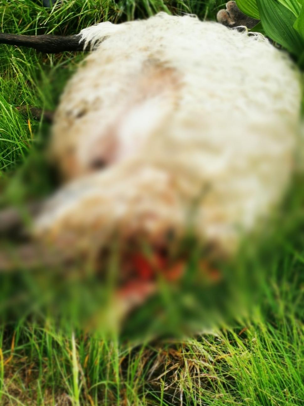 Lupii și urșii au făcut prăpăd la o stână din Gorj: zeci de oi au fost ucise | Oamenii se tem pentru viețile lor: "Au spart și gardul electric" 841271