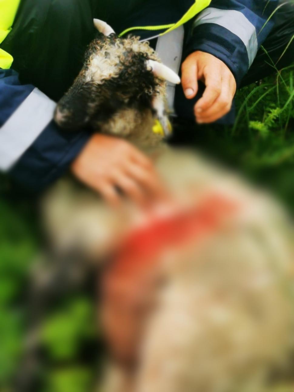 Lupii și urșii au făcut prăpăd la o stână din Gorj: zeci de oi au fost ucise | Oamenii se tem pentru viețile lor: "Au spart și gardul electric" 841272