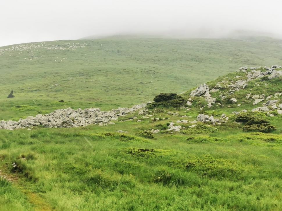 Lupii și urșii au făcut prăpăd la o stână din Gorj: zeci de oi au fost ucise | Oamenii se tem pentru viețile lor: "Au spart și gardul electric" 841273