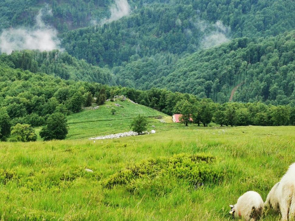 Lupii și urșii au făcut prăpăd la o stână din Gorj: zeci de oi au fost ucise | Oamenii se tem pentru viețile lor: "Au spart și gardul electric" 841274