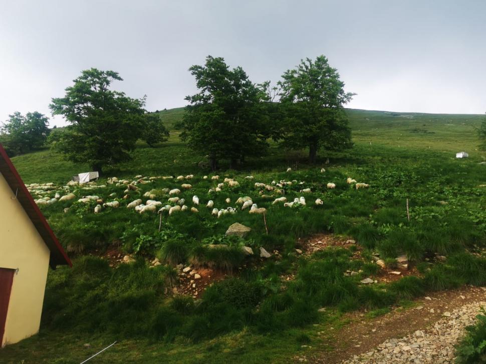 Lupii și urșii au făcut prăpăd la o stână din Gorj: zeci de oi au fost ucise | Oamenii se tem pentru viețile lor: "Au spart și gardul electric" 841275