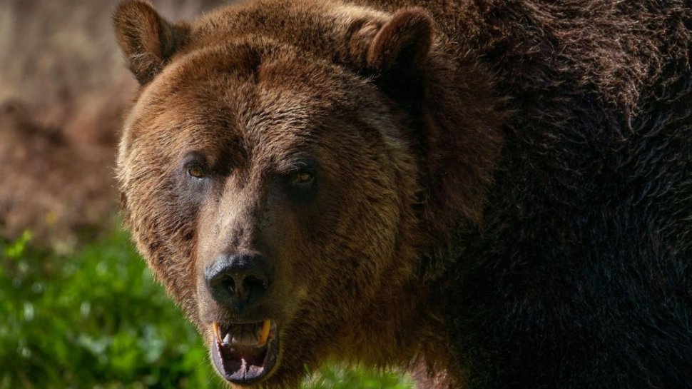 O ursoaică ucigașă din Italia ar putea fi mutată în România! Animalul fusese condamnat la moarte