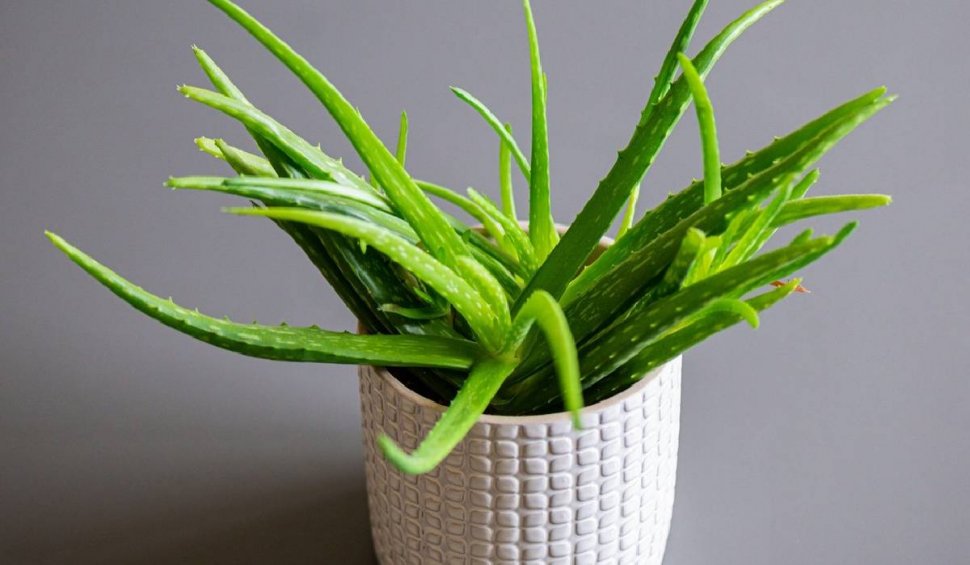 Plantele care fac răcoare în casă și ajută la reîmprospătarea aerului din interior