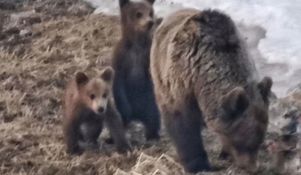Ursoaică alături de doi pui, surprinsă la stația meteo Vârful Omu | Reacţia meteorologilor