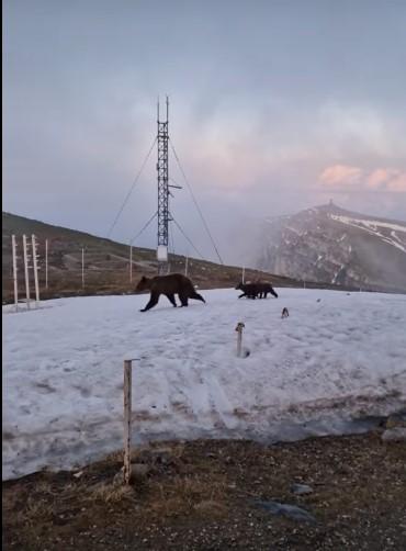 Ursoaică alături de doi pui, surprinsă la stația meteo Vârful Omu | Reacţia meteorologilor 841568