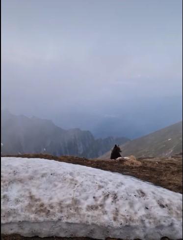 Ursoaică alături de doi pui, surprinsă la stația meteo Vârful Omu | Reacţia meteorologilor 841569