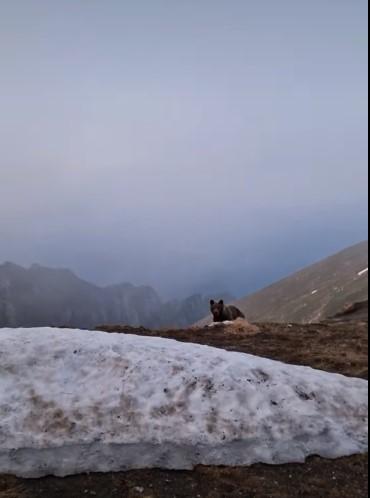 Ursoaică alături de doi pui, surprinsă la stația meteo Vârful Omu | Reacţia meteorologilor 841570