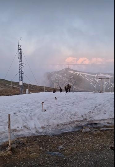 Ursoaică alături de doi pui, surprinsă la stația meteo Vârful Omu | Reacţia meteorologilor 841571