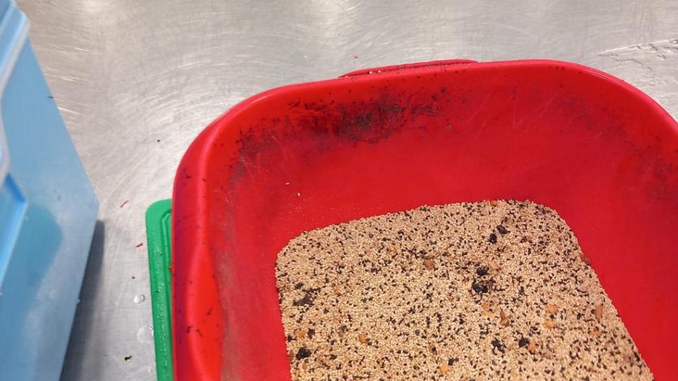 Dezastrul găsit de ANPC după un control făcut la un distribuitor de sushi în marile lanțuri de magazine 841801