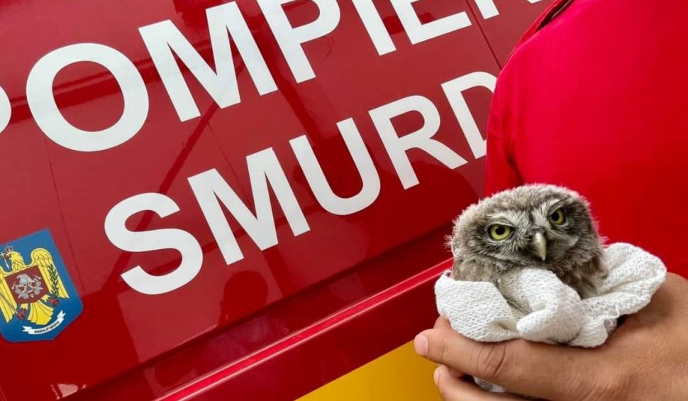Misiune inedită a pompierilor SMURD | Cum au reușit să salveze un "pui de bufniță" din ghearele pisicilor