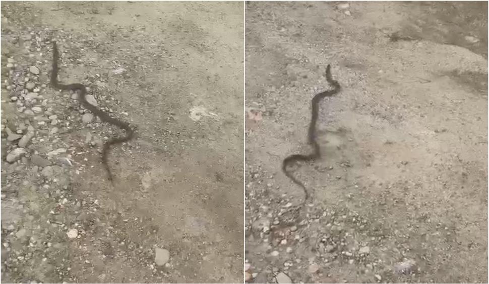 Un șarpe a fost găsit într-un aparat de cafea, în Mehedinți. Oamenii au sunat la 112 842057