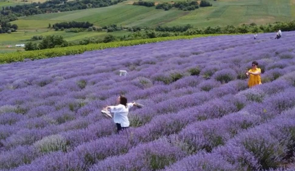 Imagini spectaculoase de la Festivalul Lavandei din Mureş | Ce surprize au pregătit organizatorii pentu turişti 842539