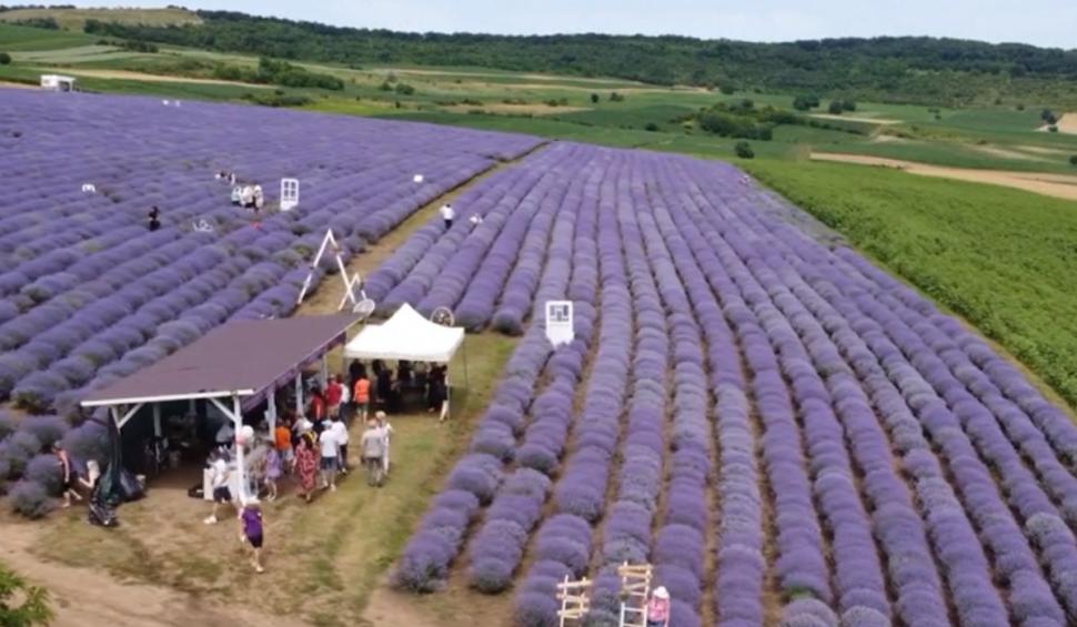 Imagini spectaculoase de la Festivalul Lavandei din Mureş | Ce surprize au pregătit organizatorii pentu turişti 842540