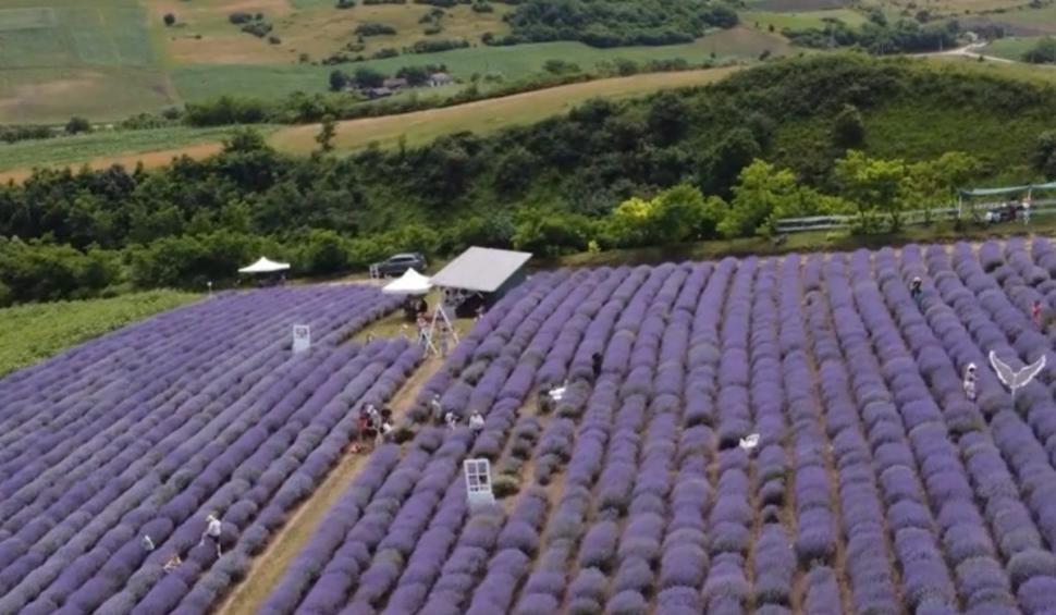 Imagini spectaculoase de la Festivalul Lavandei din Mureş | Ce surprize au pregătit organizatorii pentu turişti 842541